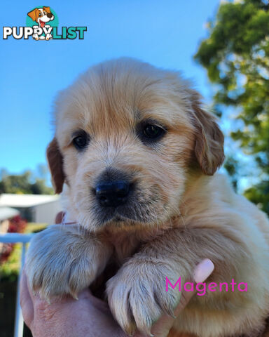 Purebred Golden Retriever Puppys - available 3rd August