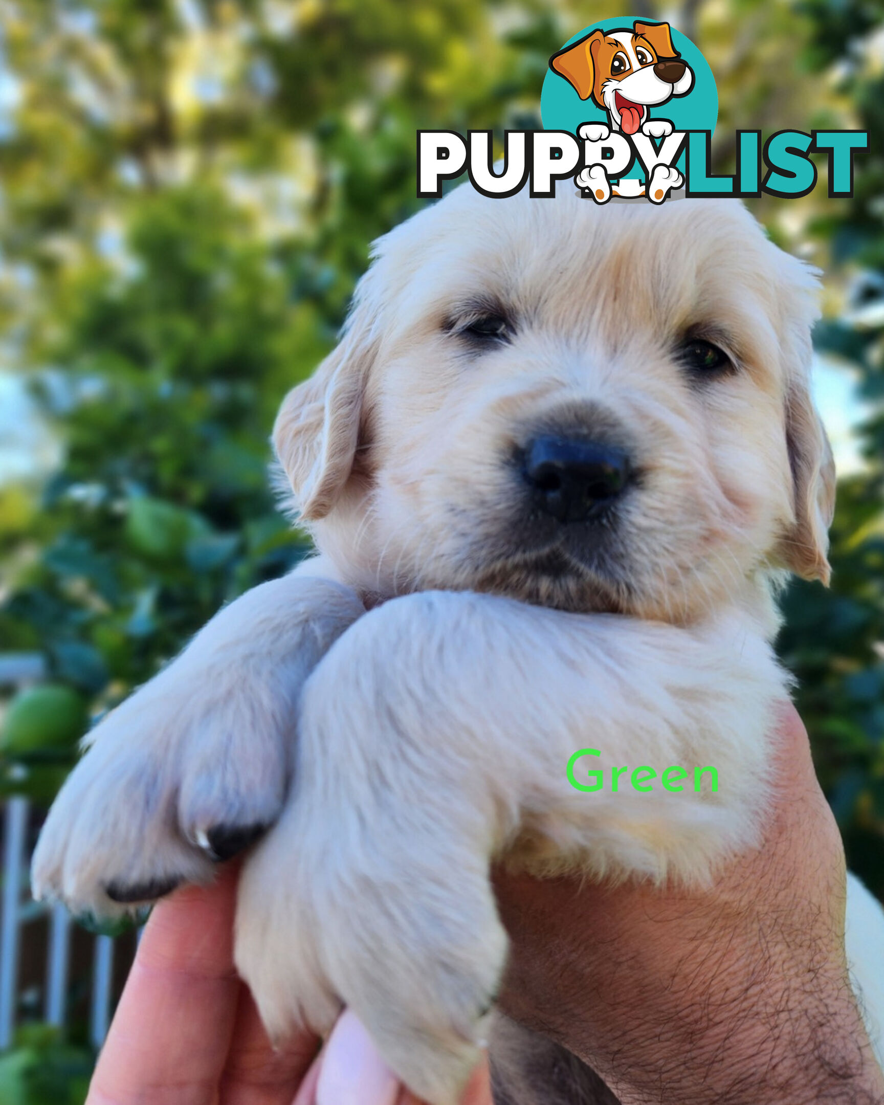Purebred Golden Retriever Puppys - available 3rd August