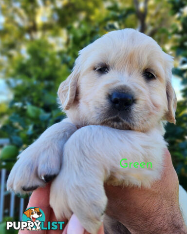 Purebred Golden Retriever Puppys - available 3rd August