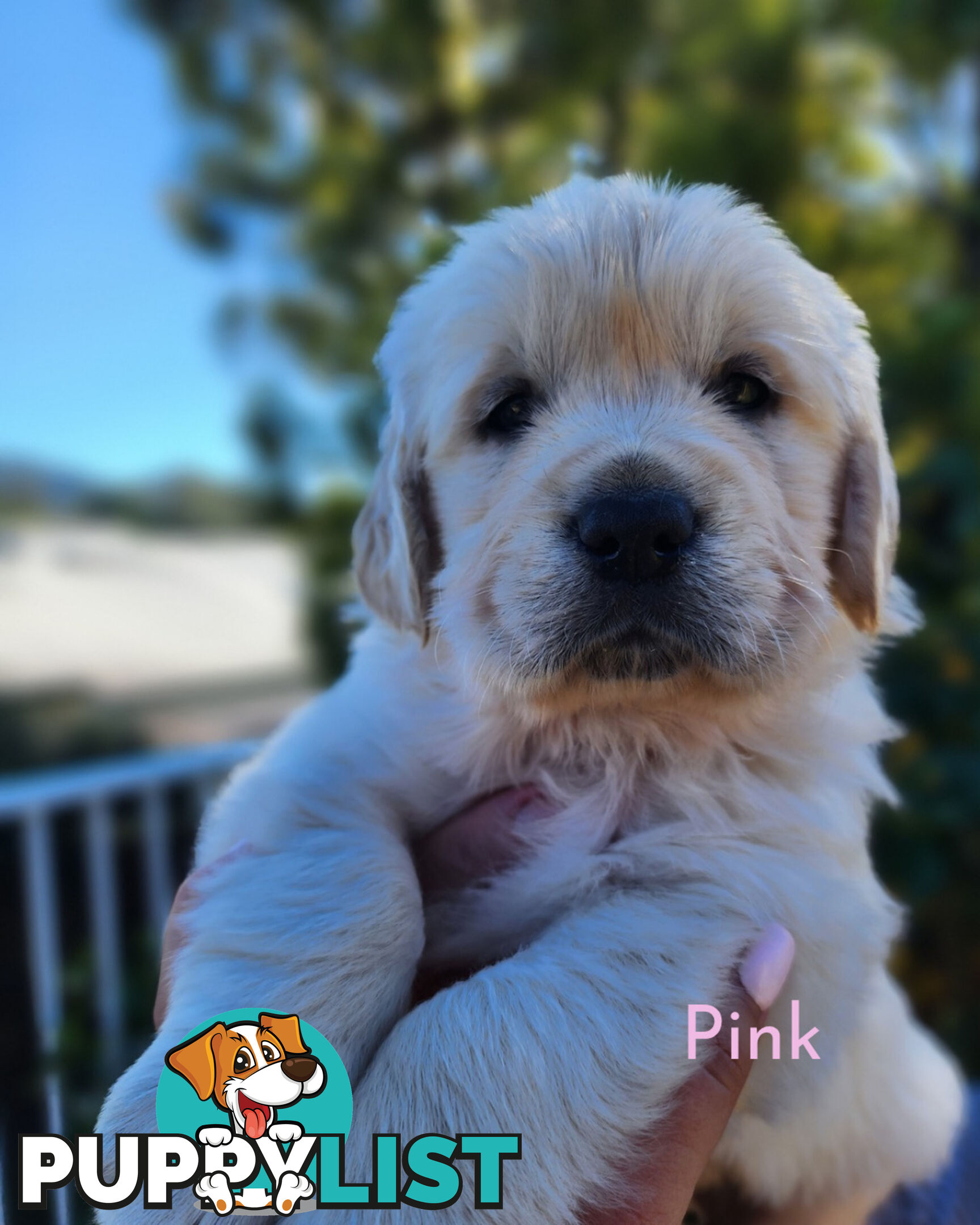 Purebred Golden Retriever Puppys - available 3rd August