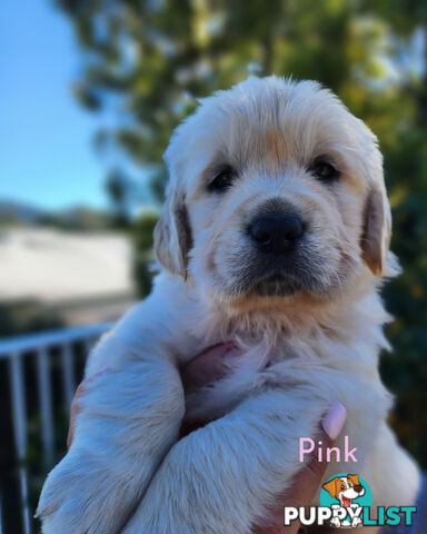 Purebred Golden Retriever Puppys - available 3rd August