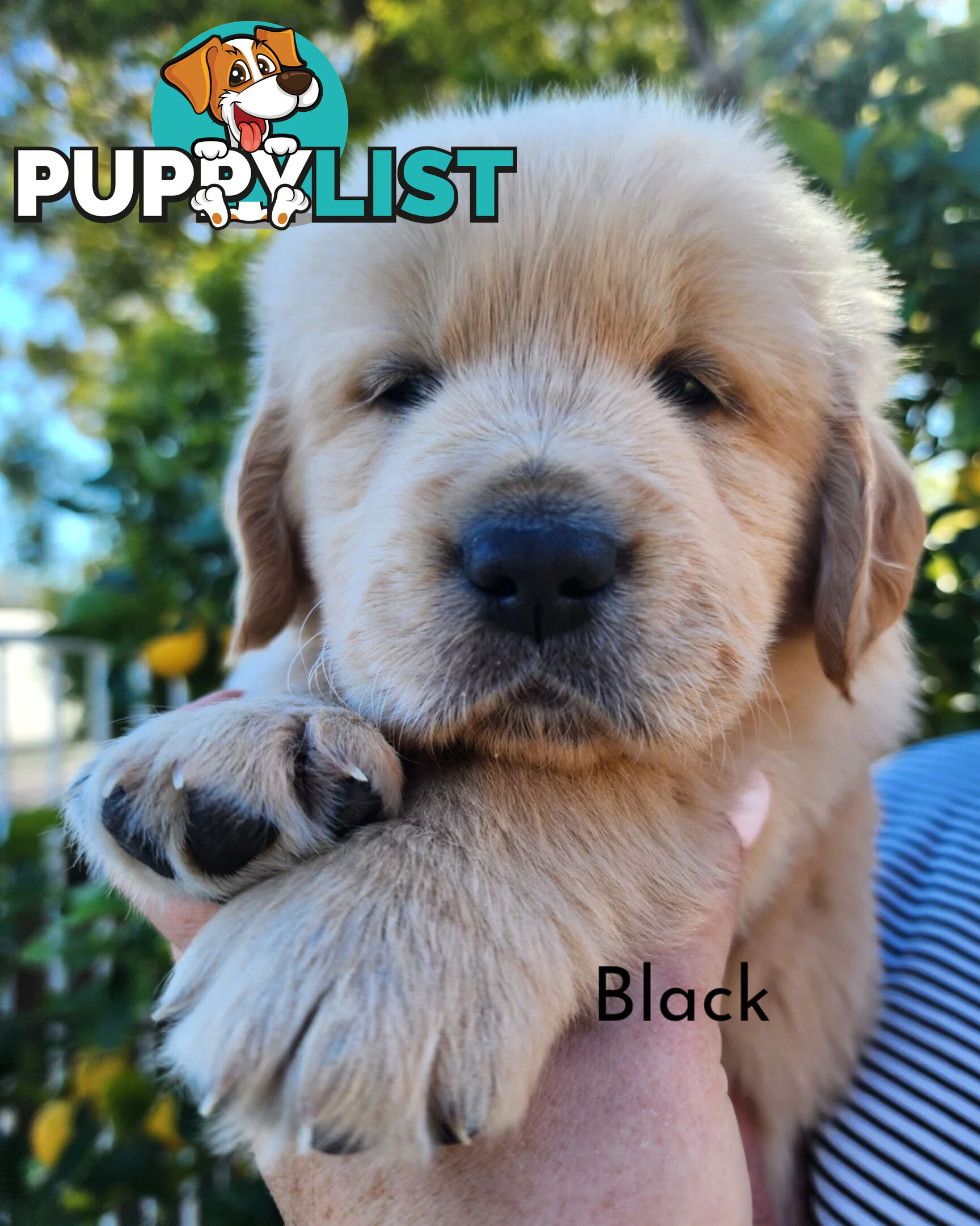 Purebred Golden Retriever Puppys - available 3rd August