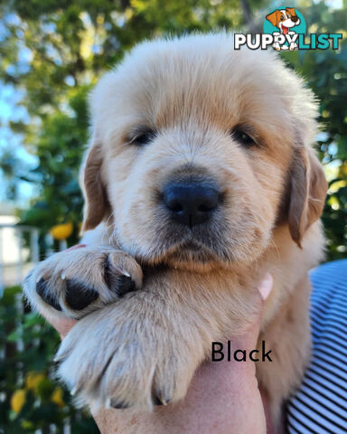 Purebred Golden Retriever Puppys - available 3rd August