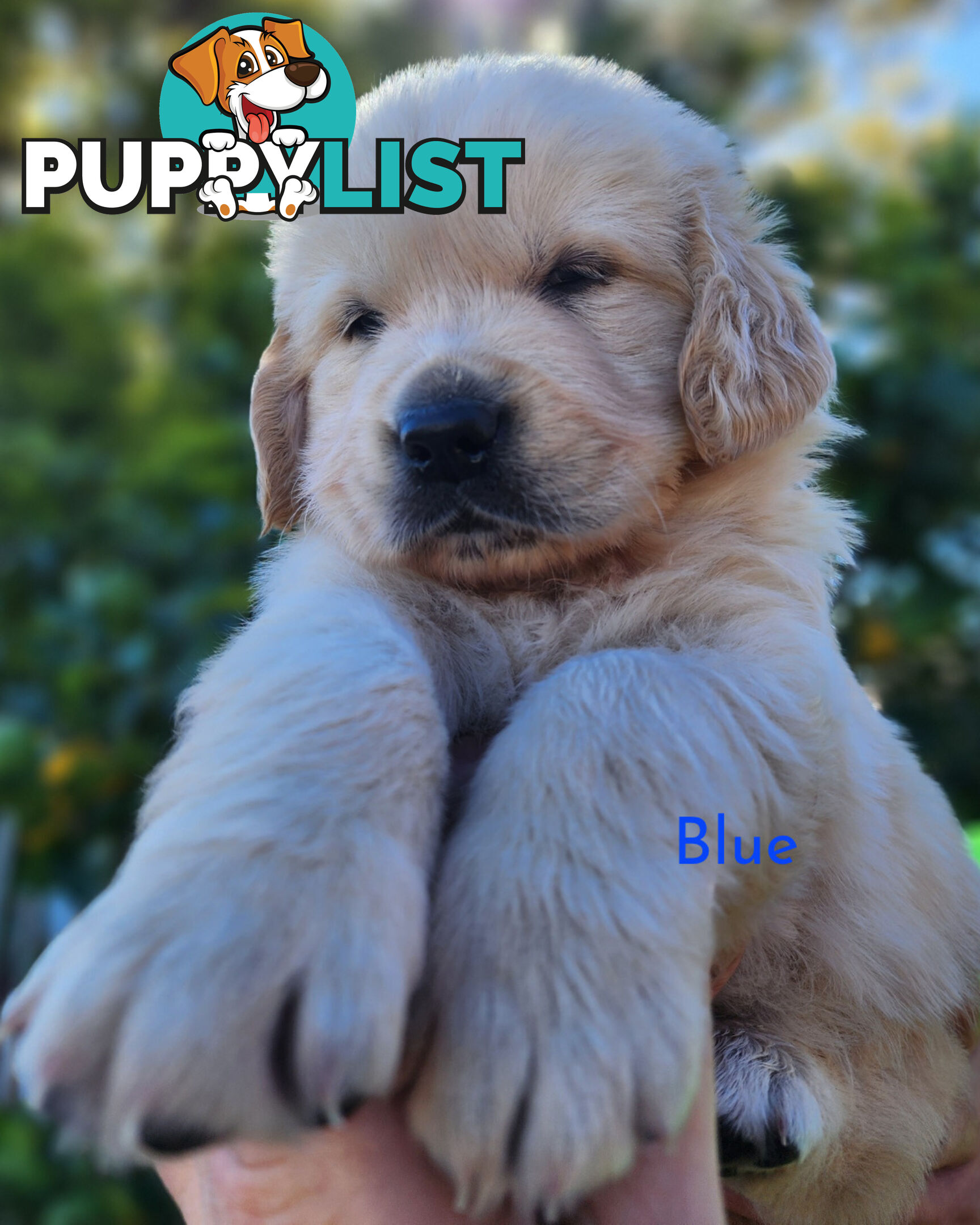 Purebred Golden Retriever Puppys - available 3rd August