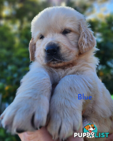 Purebred Golden Retriever Puppys - available 3rd August
