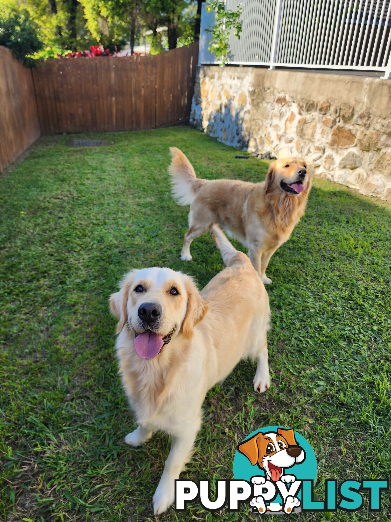 Purebred Golden Retriever Puppys - available 3rd August