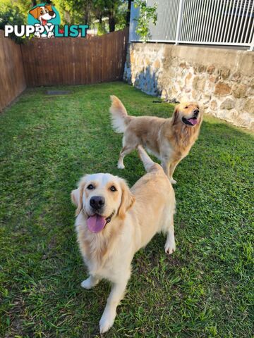 Purebred Golden Retriever Puppys - available 3rd August
