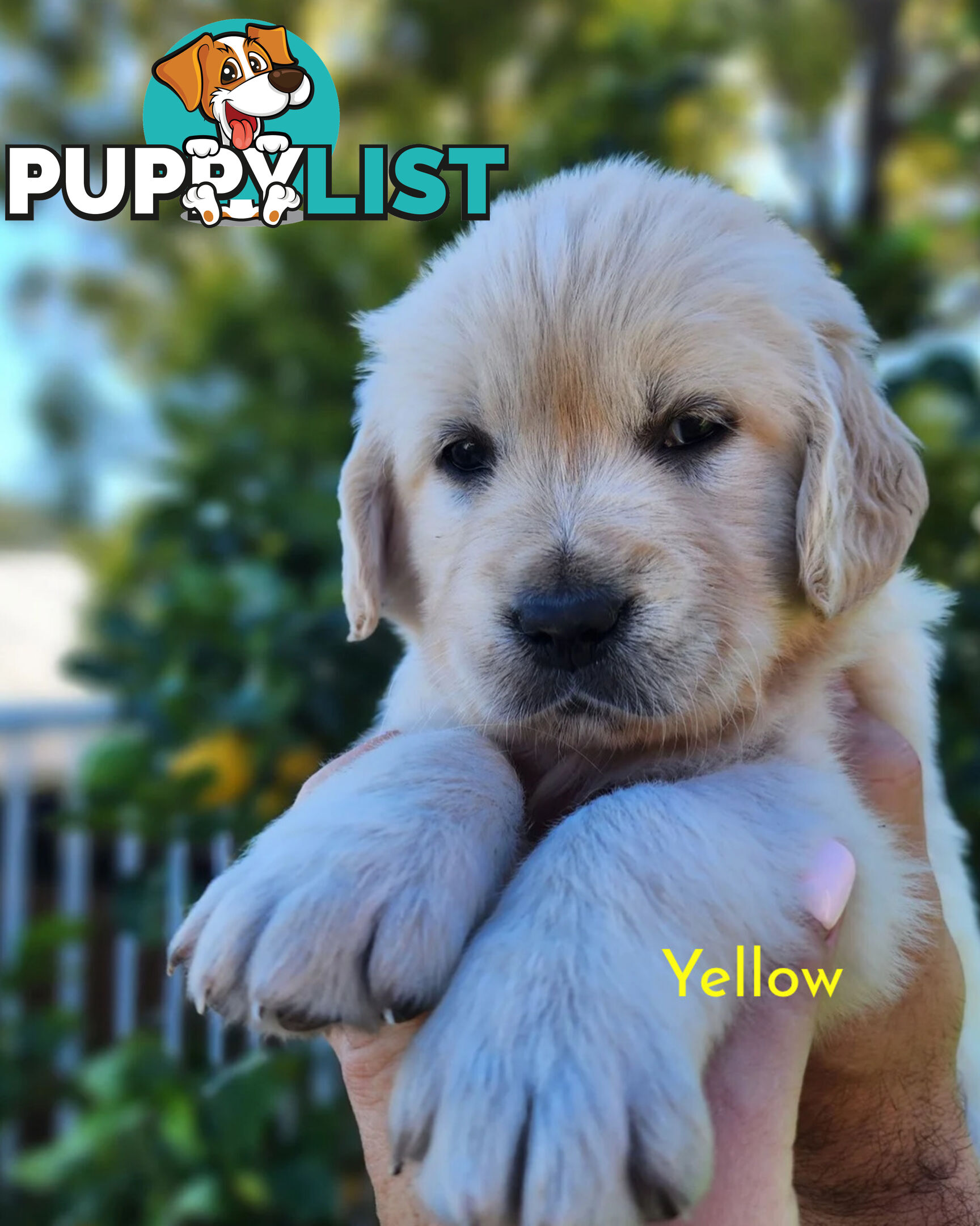 Purebred Golden Retriever Puppys - available 3rd August