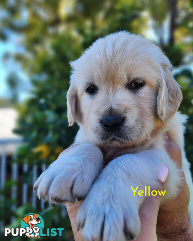 Purebred Golden Retriever Puppys - available 3rd August