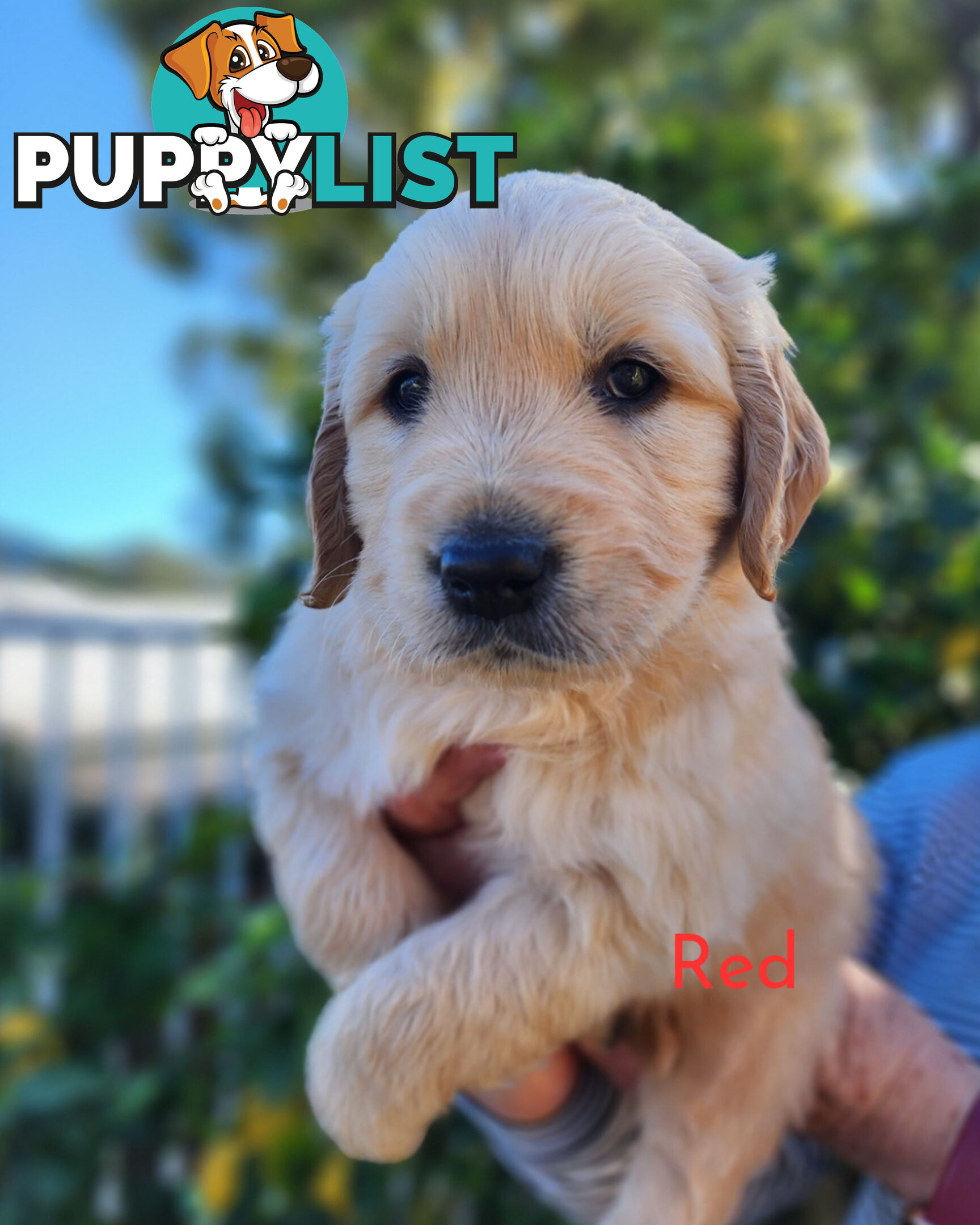 Purebred Golden Retriever Puppys - available 3rd August