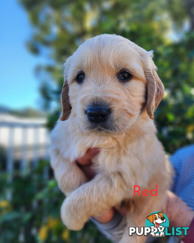 Purebred Golden Retriever Puppys - available 3rd August