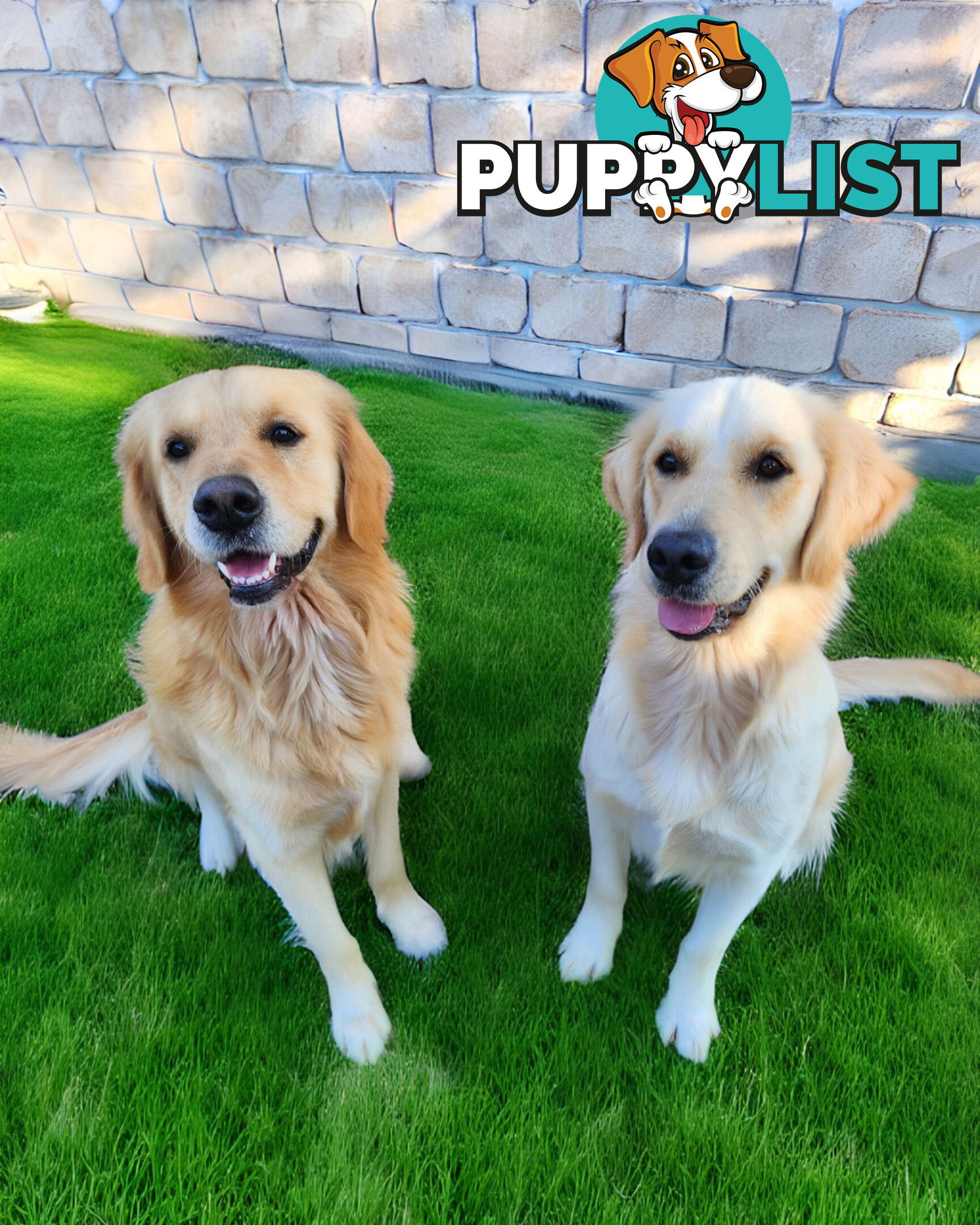 Purebred Golden Retriever Puppys - available 3rd August