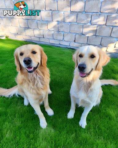Purebred Golden Retriever Puppys - available 3rd August
