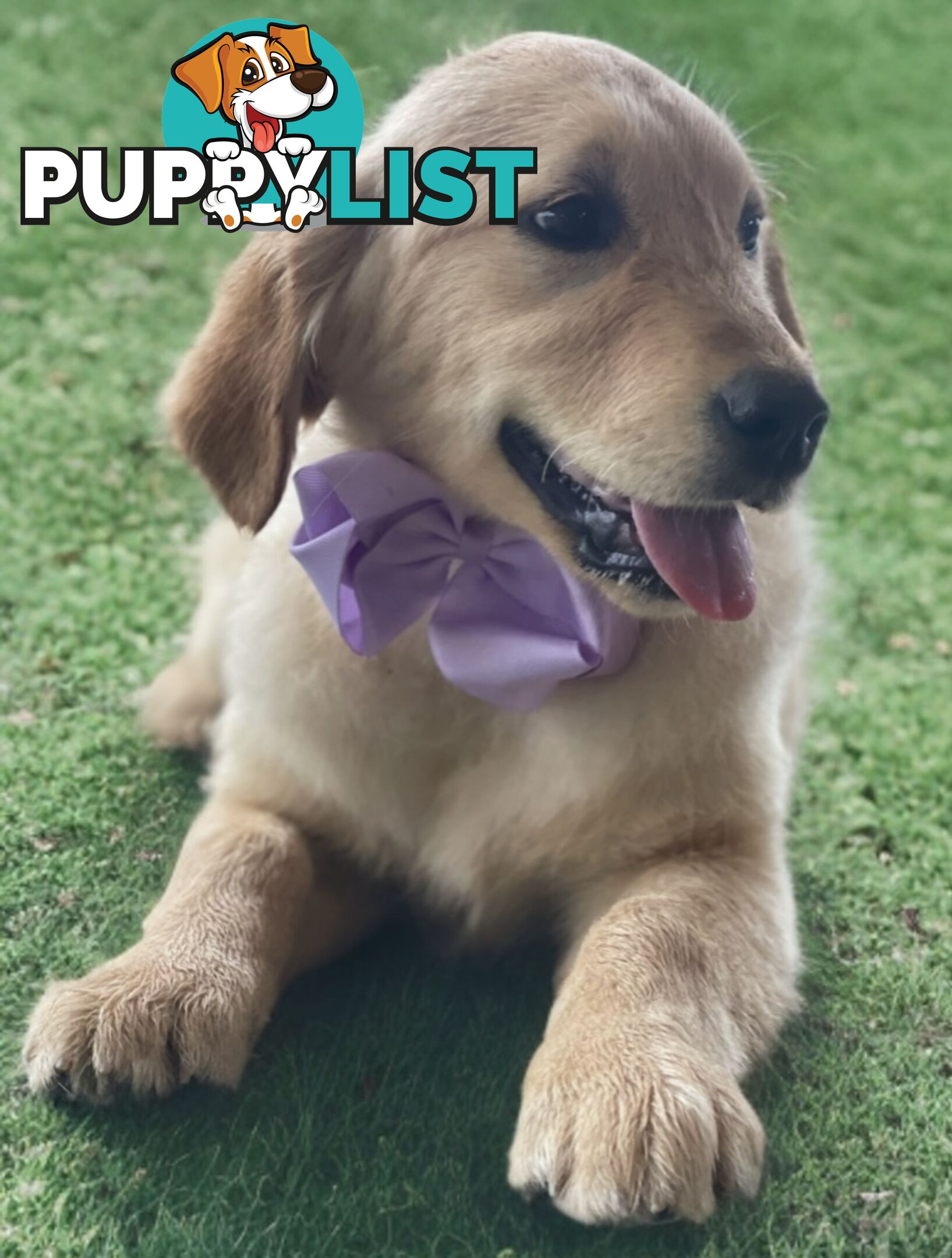 Purebred Golden Retriever Puppies Available Now