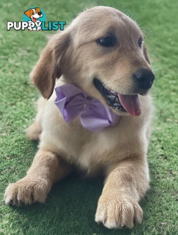 Purebred Golden Retriever Puppies Available Now