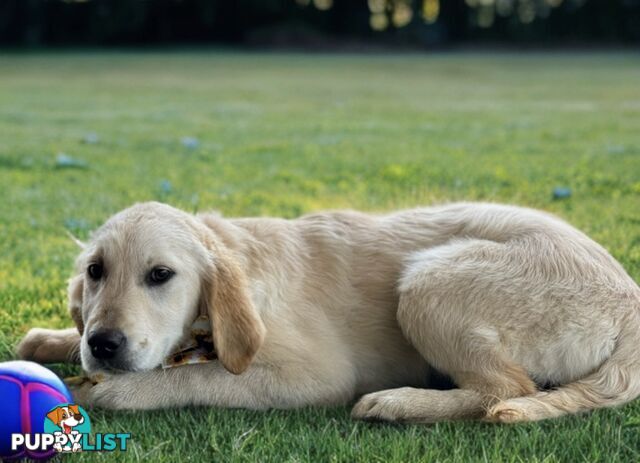 Purebred Golden Retriever Puppies Available Now