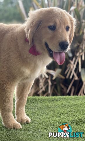 Purebred Golden Retriever Puppies Available Now