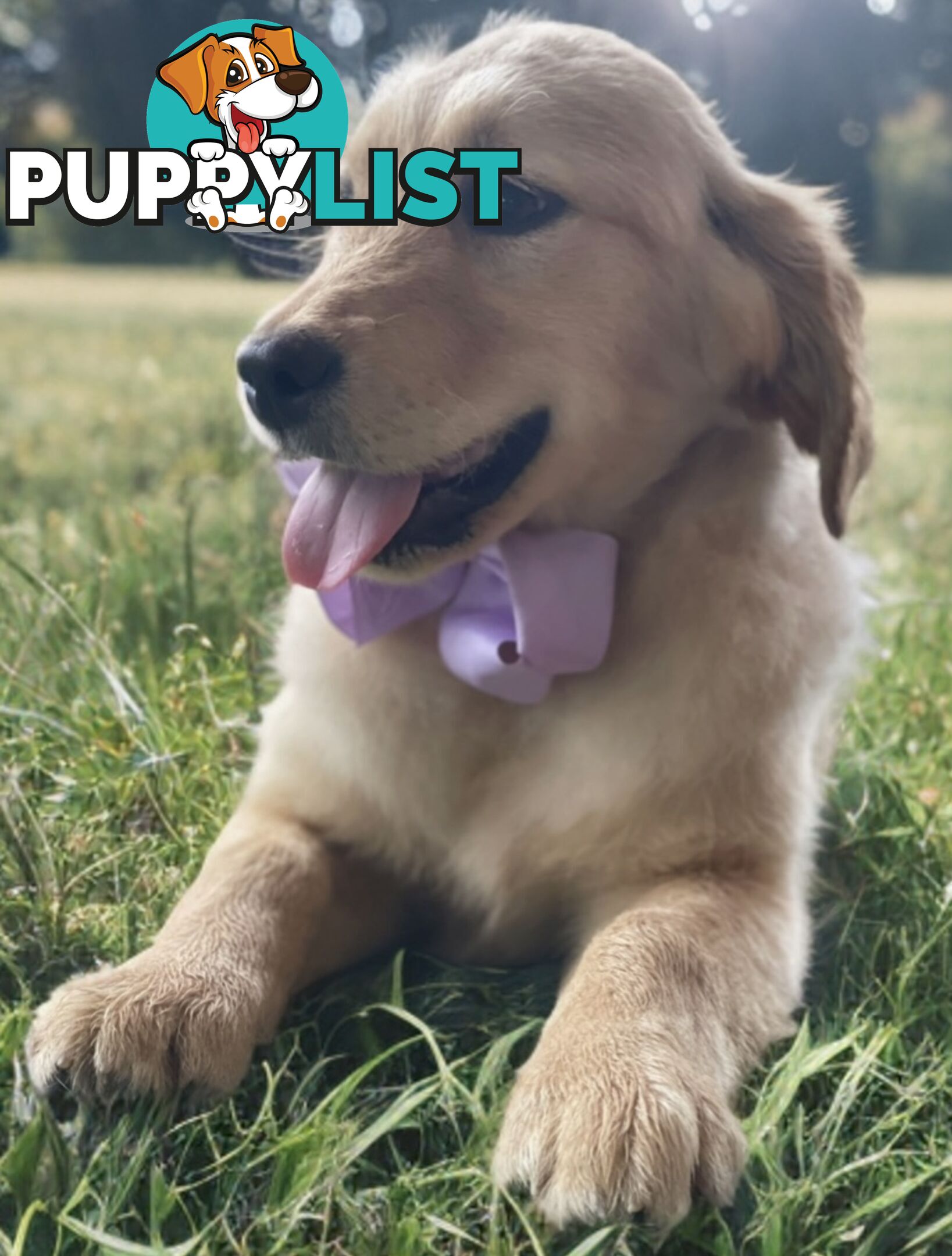 Purebred Golden Retriever Puppies Available Now