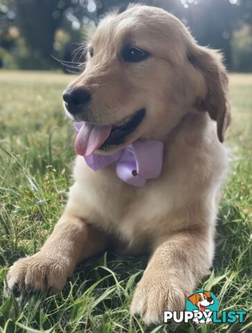 Purebred Golden Retriever Puppies Available Now