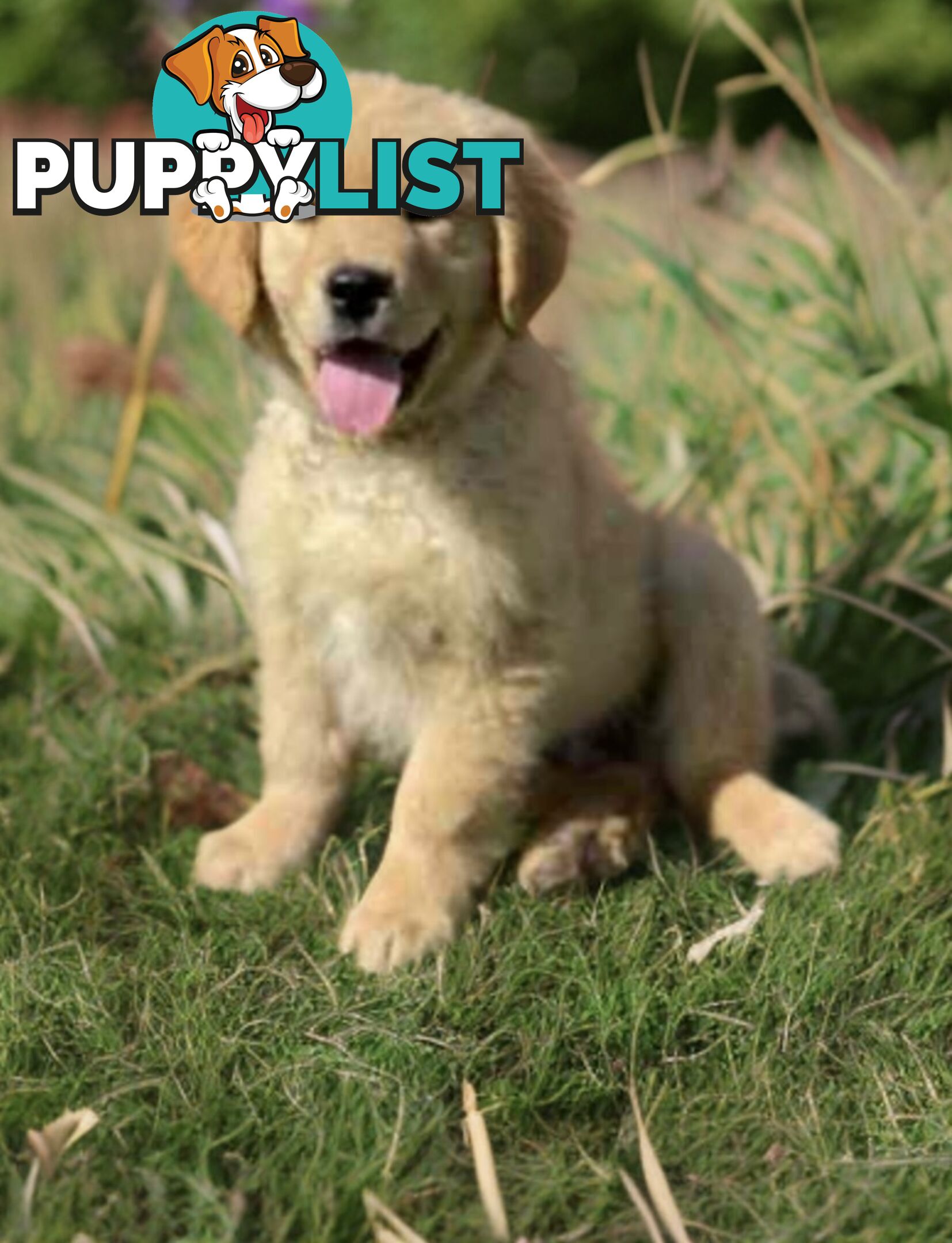 Purebred Golden Retriever Puppies Available Now