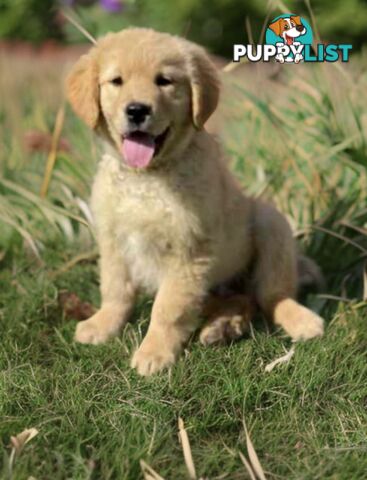 Purebred Golden Retriever Puppies Available Now