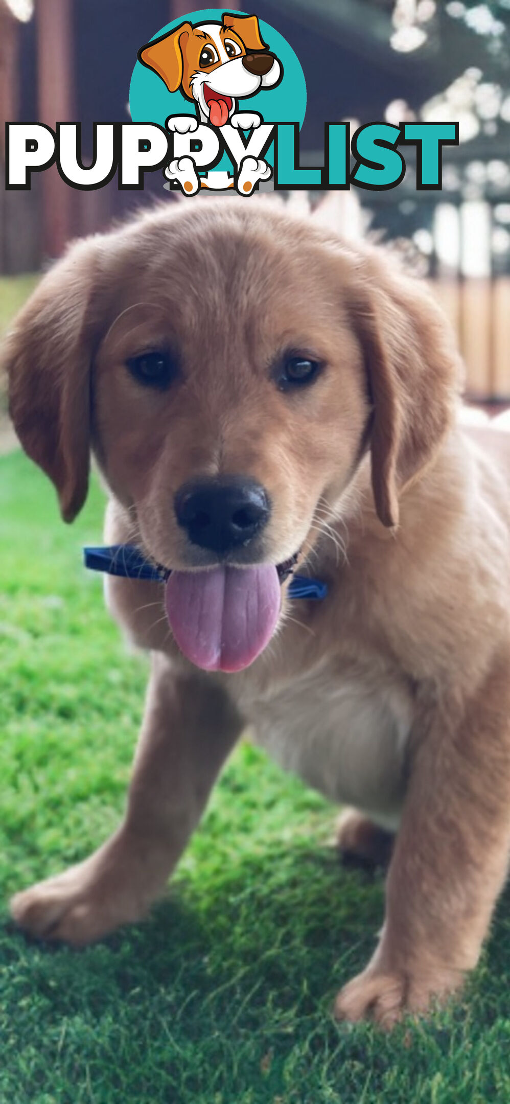 Purebred Golden Retriever Puppies Available Now