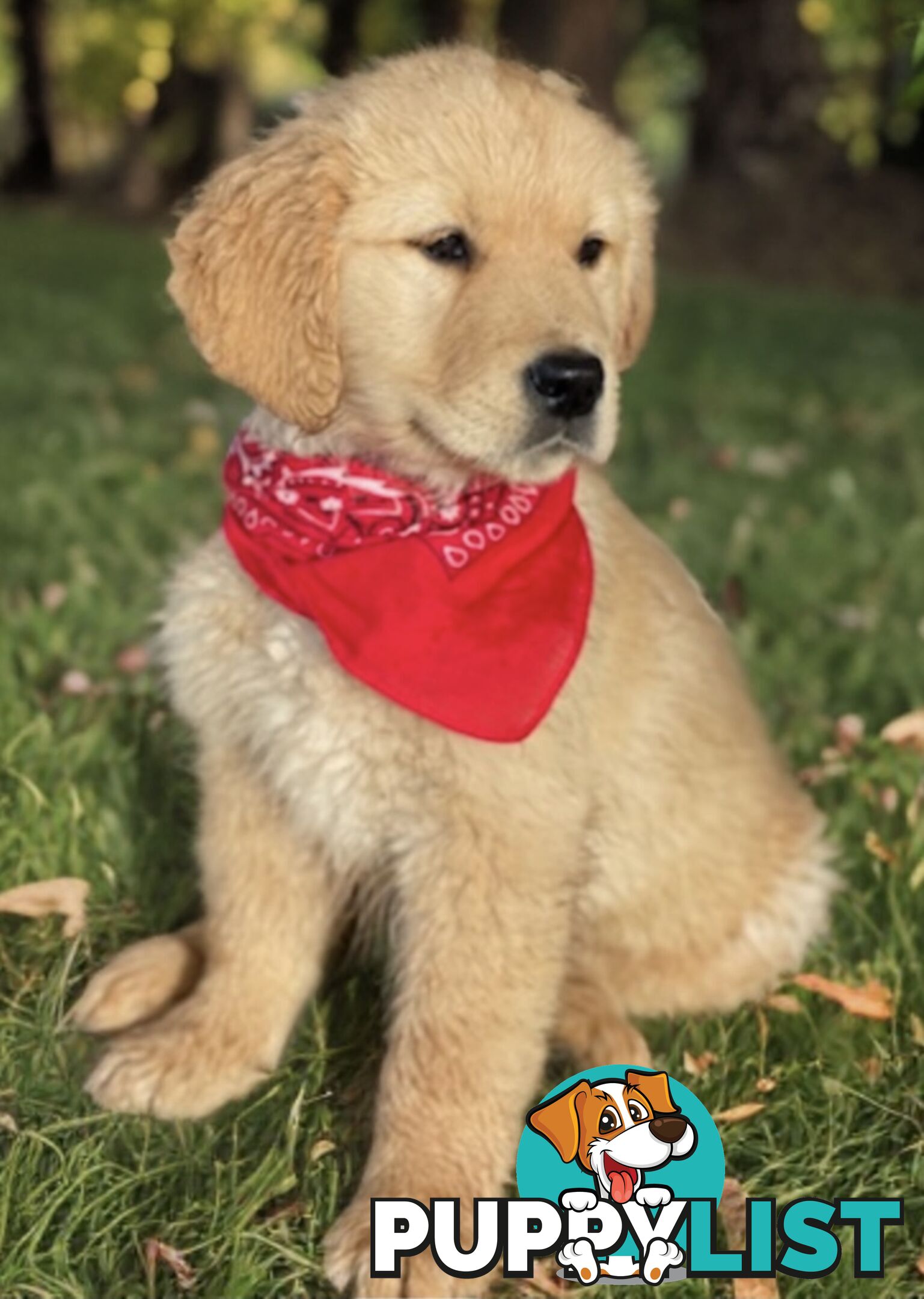 Purebred Golden Retriever Puppies Available Now