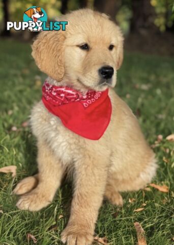 Purebred Golden Retriever Puppies Available Now