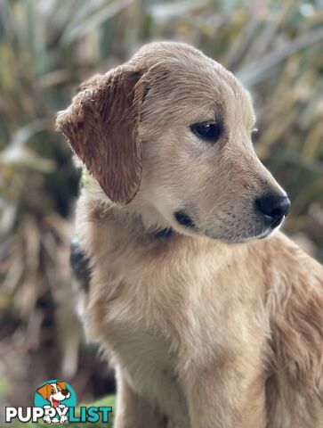 Purebred Golden Retriever Puppies Available Now