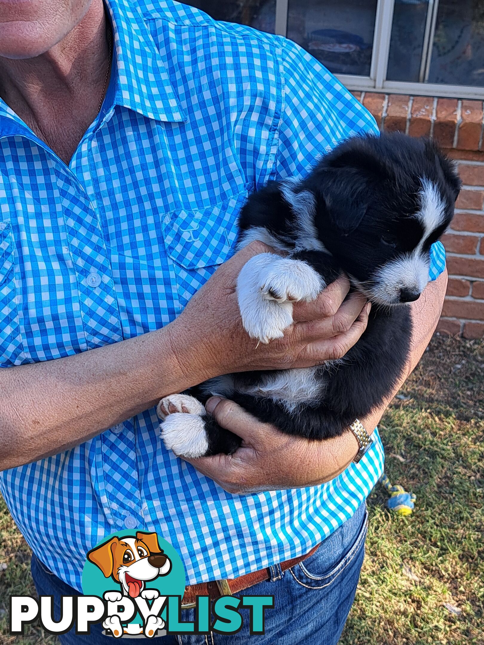 Australian Shepherd x Border Collie Pups