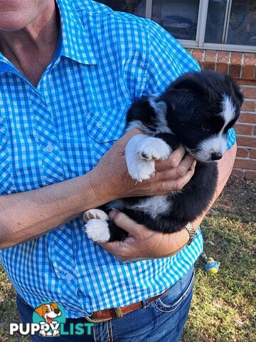 Australian Shepherd x Border Collie Pups