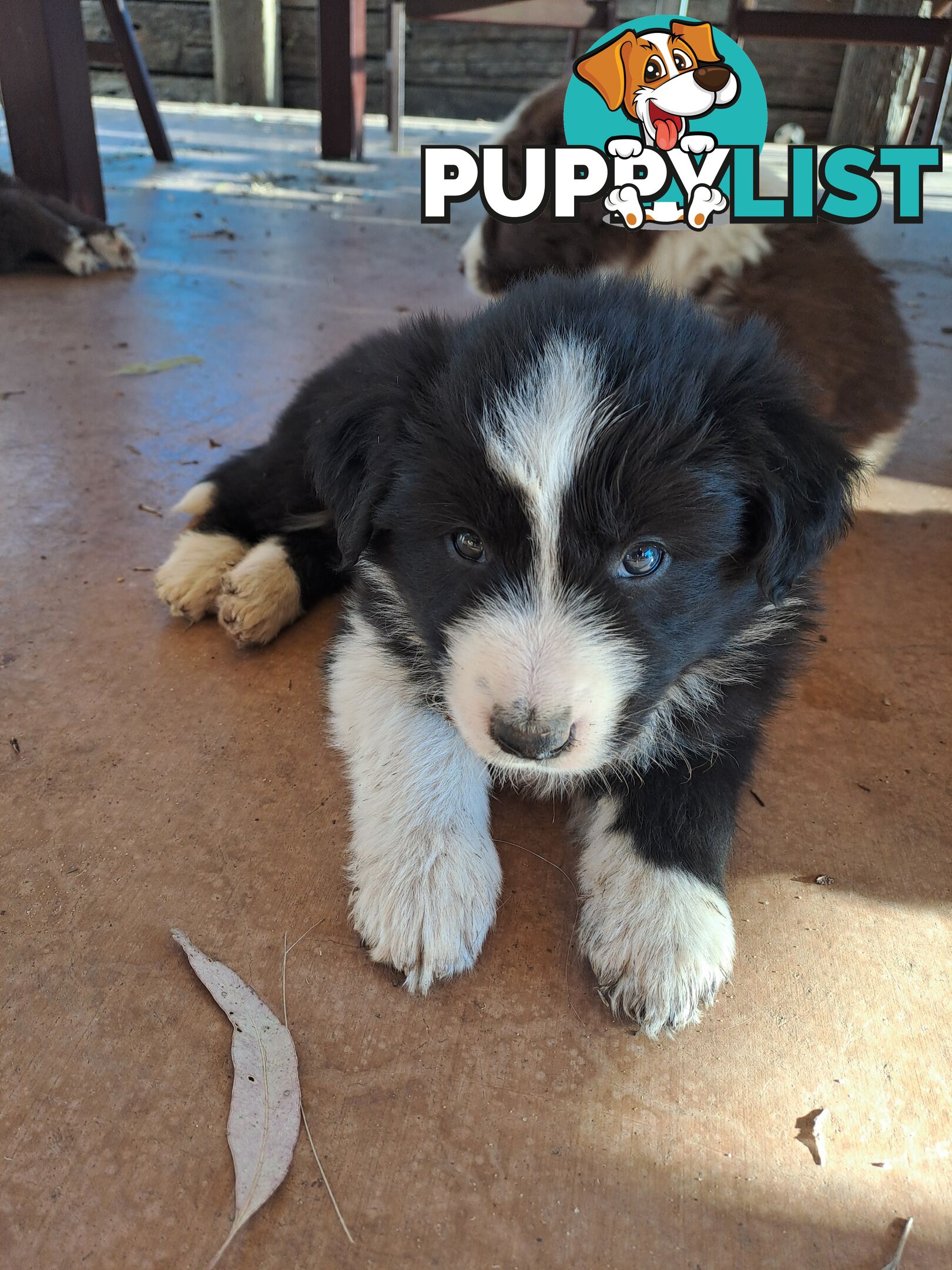 Australian Shepherd x Border Collie Pups