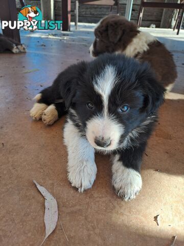 Australian Shepherd x Border Collie Pups