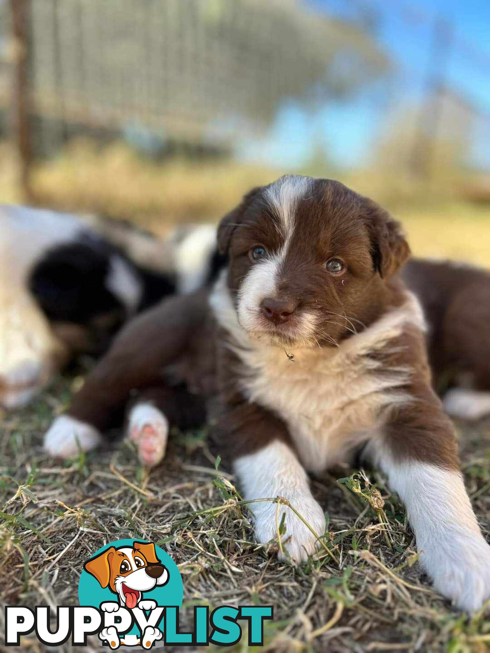 Australian Shepherd x Border Collie Pups