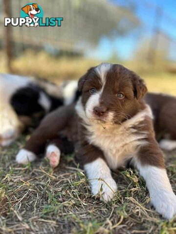 Australian Shepherd x Border Collie Pups