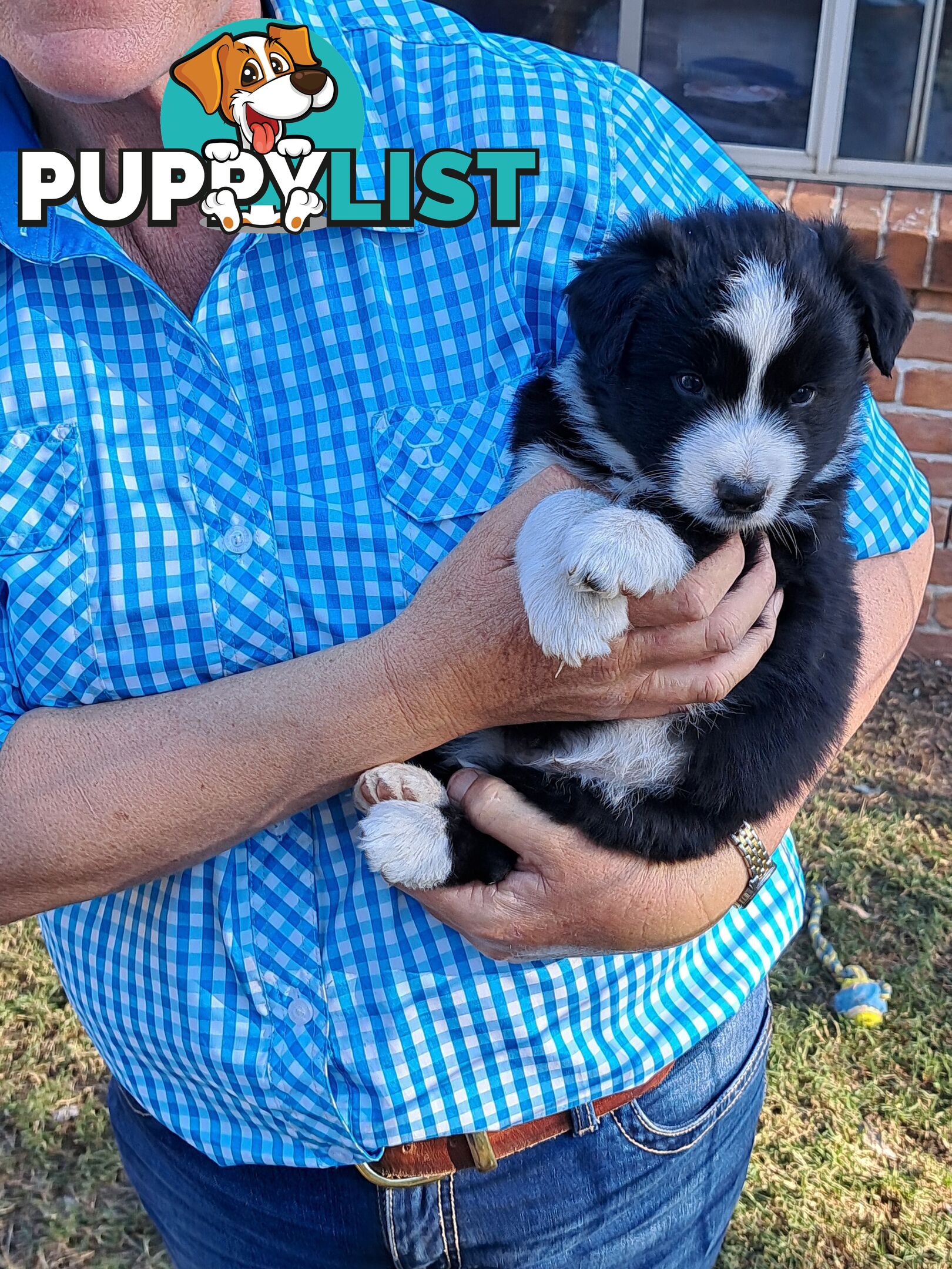 Australian Shepherd x Border Collie Pups