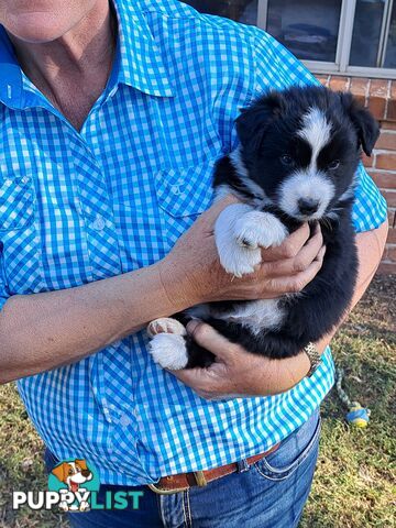 Australian Shepherd x Border Collie Pups