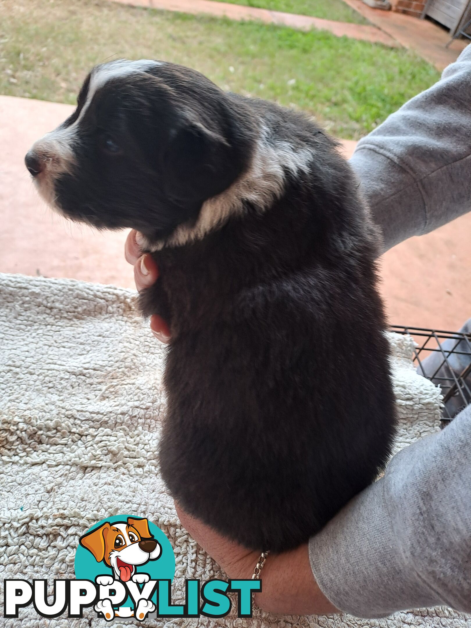 Australian Shepherd x Border Collie Pups