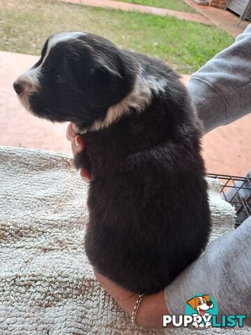 Australian Shepherd x Border Collie Pups