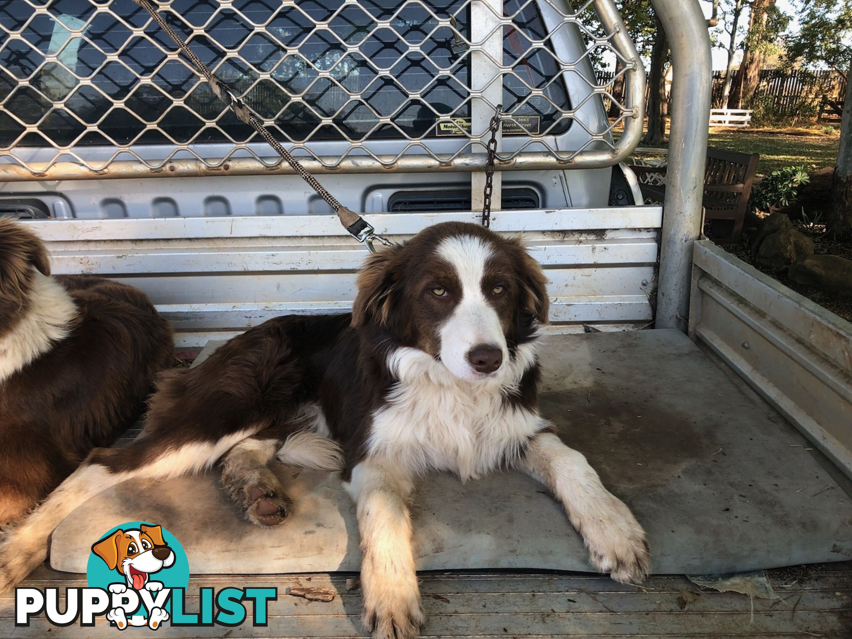 Australian Shepherd x Border Collie Pups