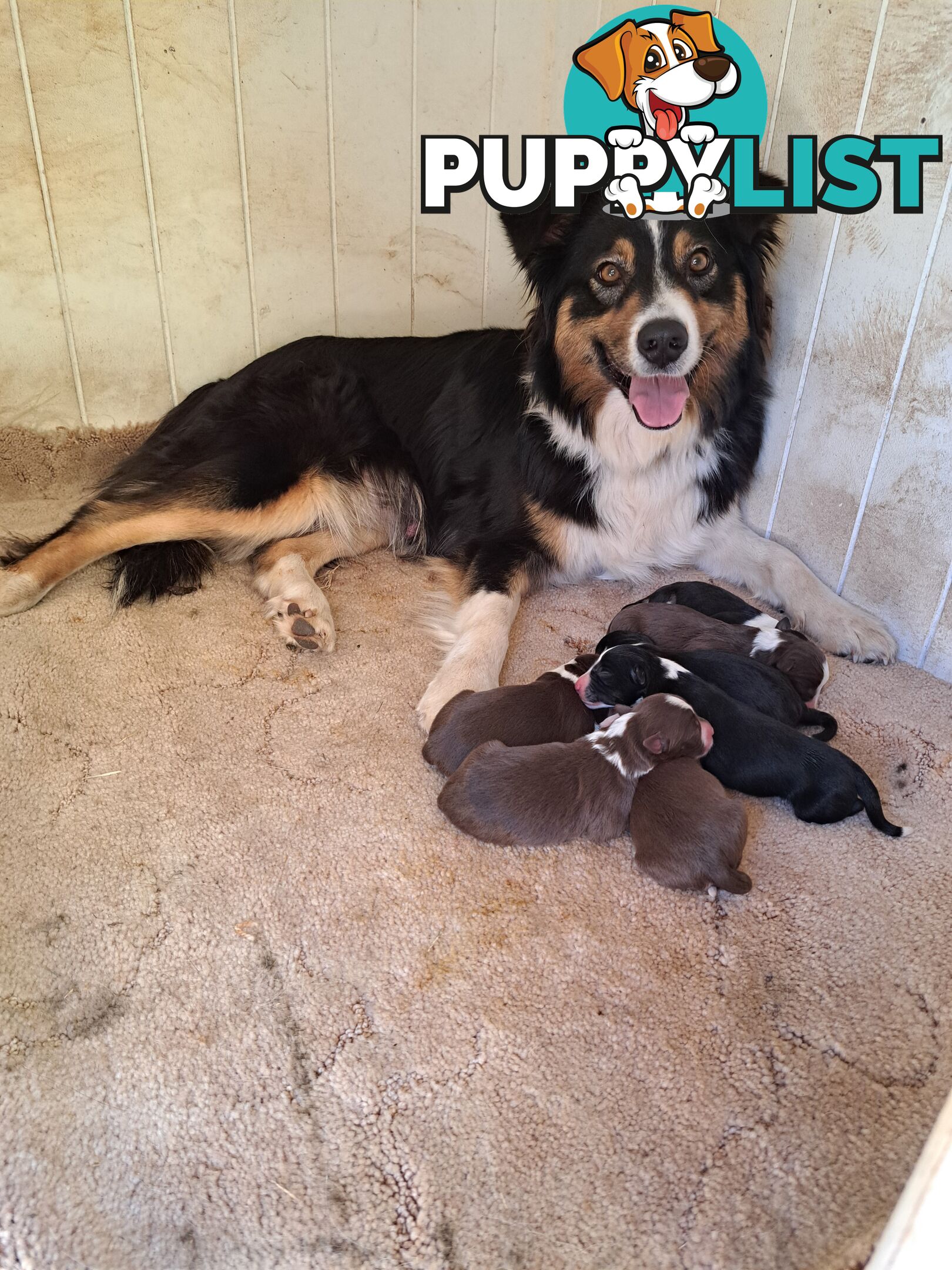 Australian Shepherd x Border Collie Pups