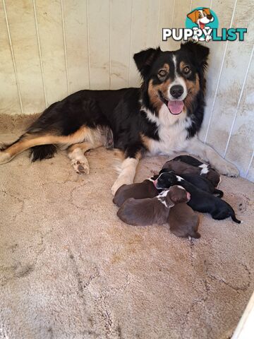 Australian Shepherd x Border Collie Pups