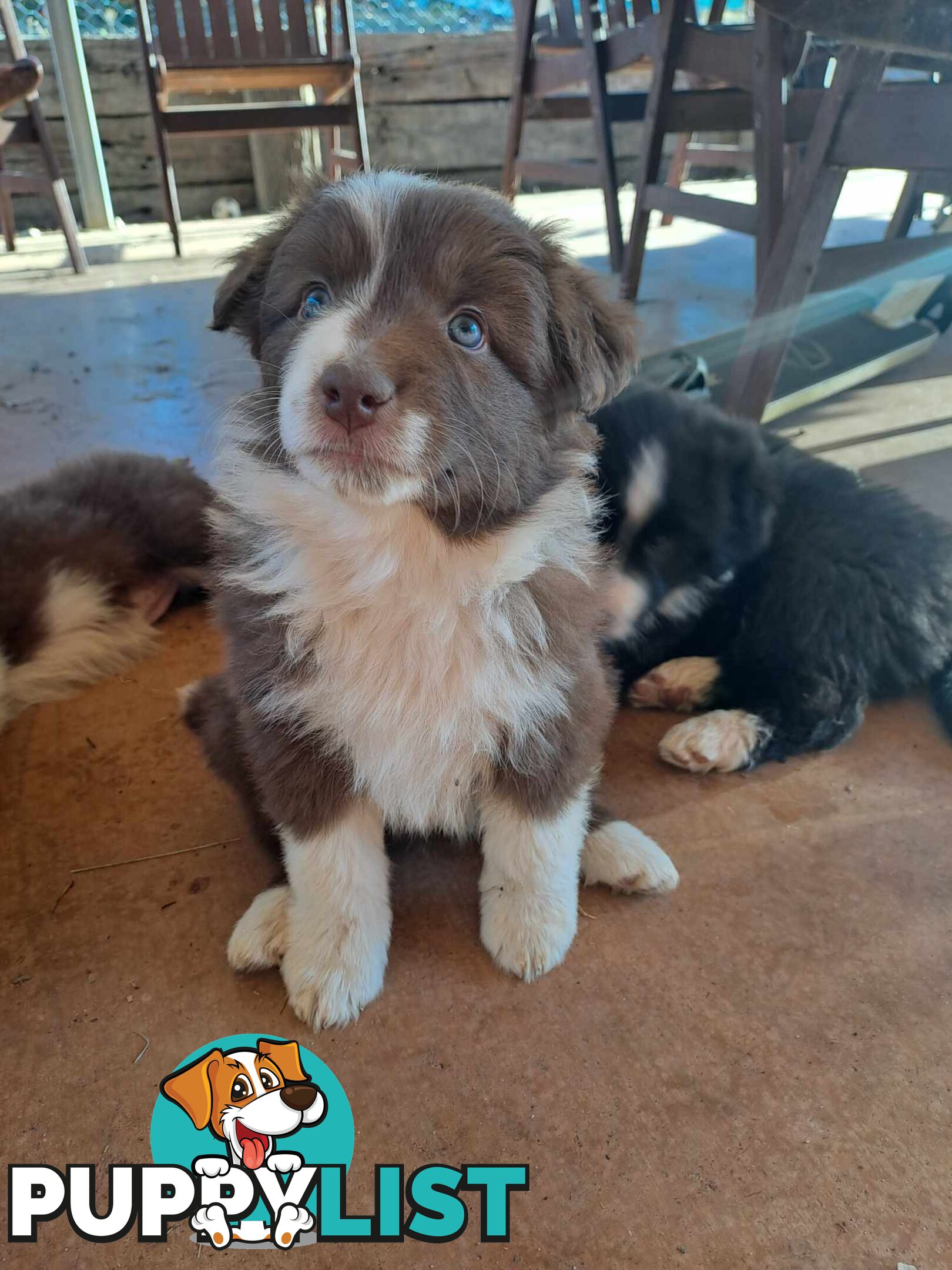 Australian Shepherd x Border Collie Pups