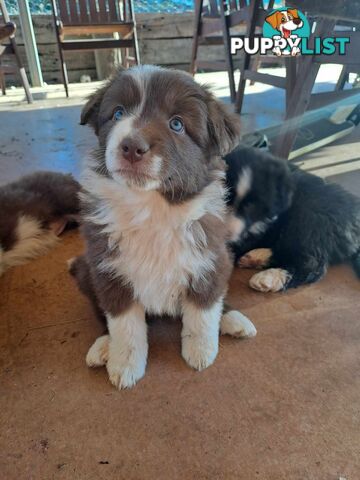 Australian Shepherd x Border Collie Pups