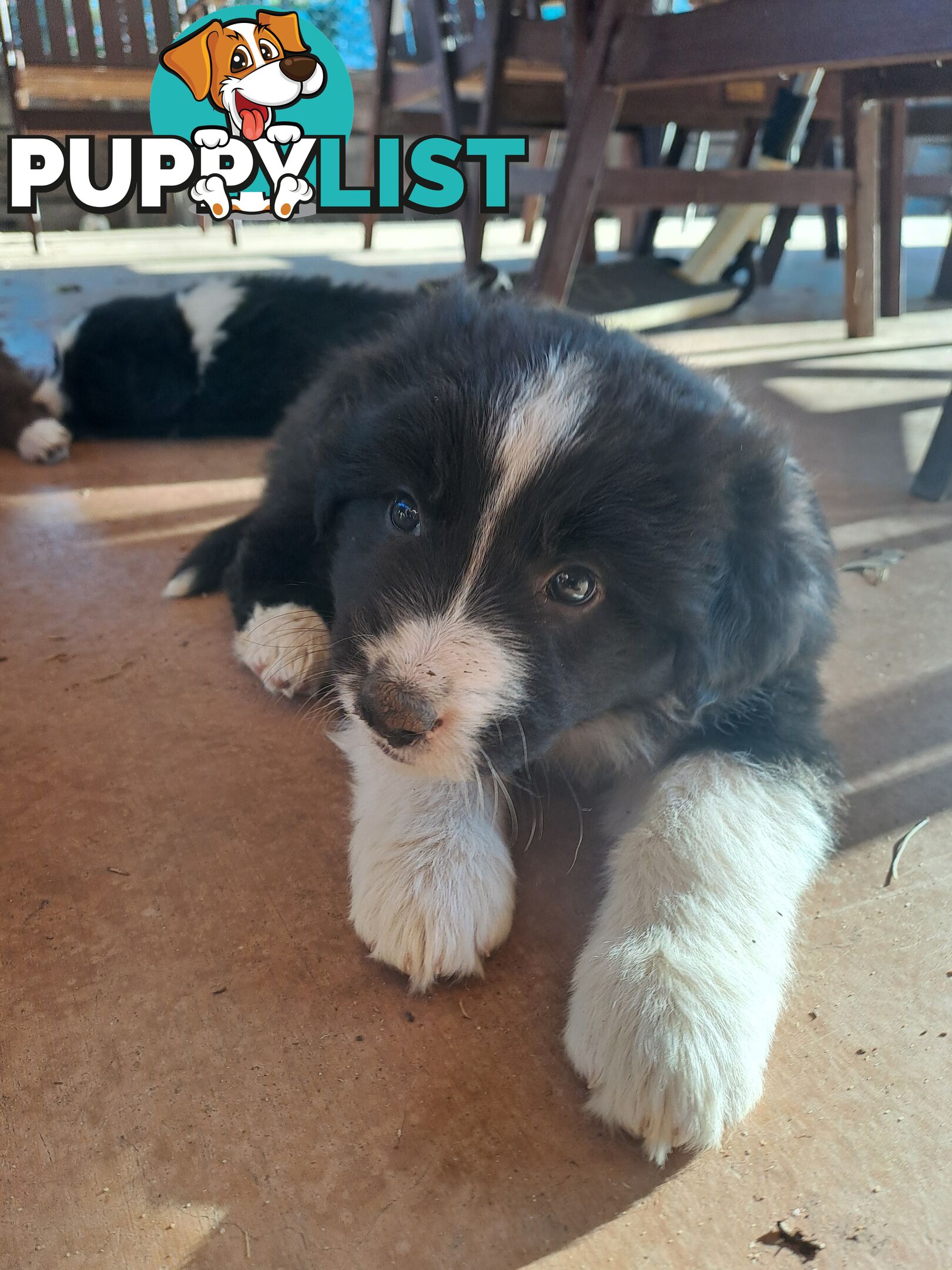 Australian Shepherd x Border Collie Pups