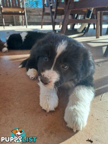 Australian Shepherd x Border Collie Pups