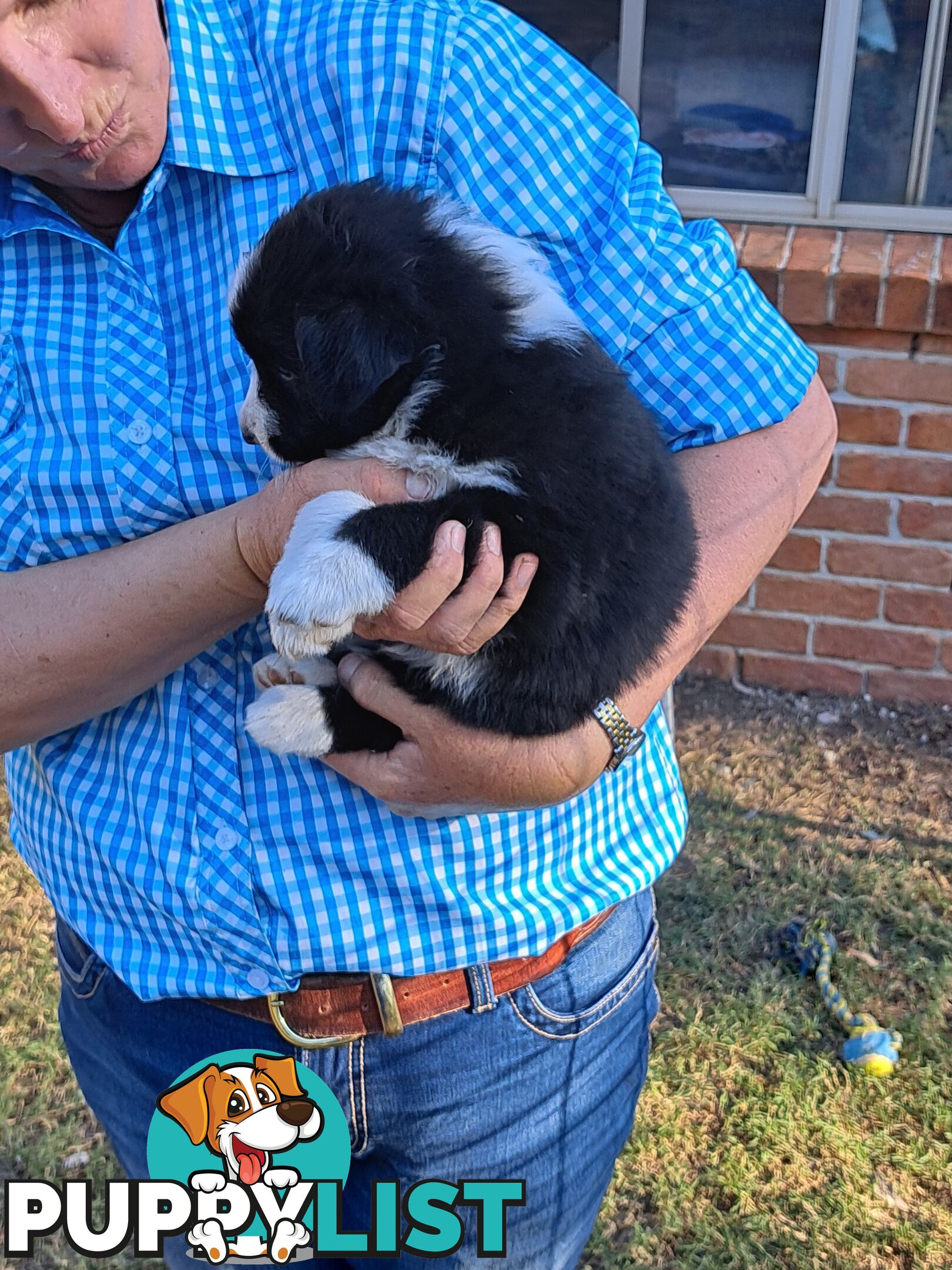 Australian Shepherd x Border Collie Pups