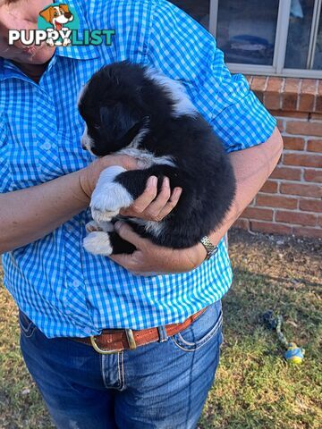 Australian Shepherd x Border Collie Pups