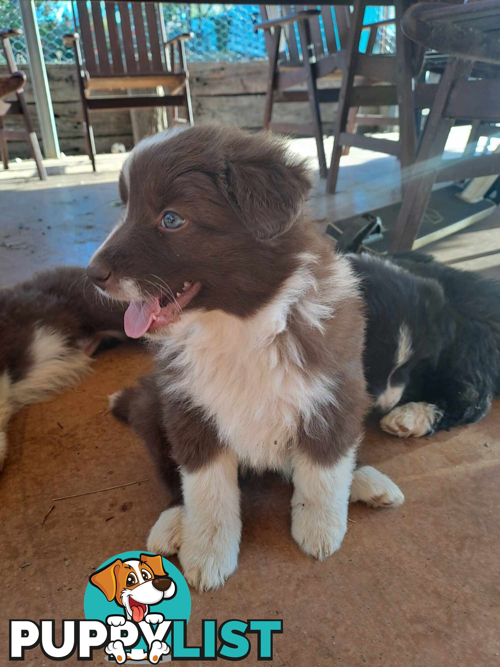 Australian Shepherd x Border Collie Pups