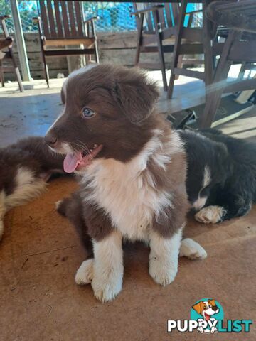 Australian Shepherd x Border Collie Pups